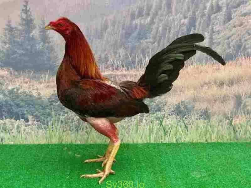 Đôi nét về gà Cuban SV368