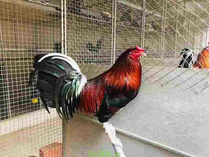 Gà đá Cuban thường sử dụng loại cựa nào?